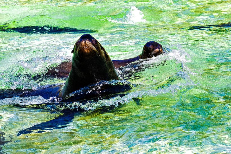 Photo of Zoo Berlin, Hardenbergplatz, Berlin, Germany by Shivangi Johri