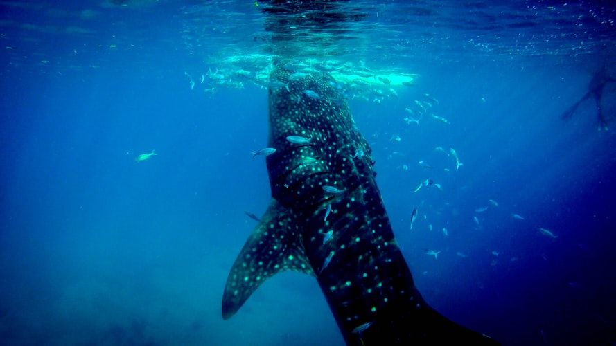 Photo of Hidden Gems of Maldives – The Undiscovered Secrets of Paradise 3/4 by travelingworldwide123