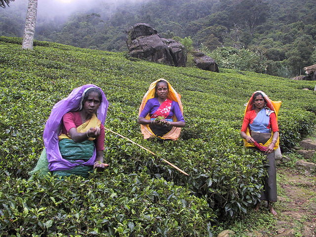 Photo of The Heart of British Ceylon – Nuwara Eliya, Sri Lanka 2/4 by travelingworldwide123