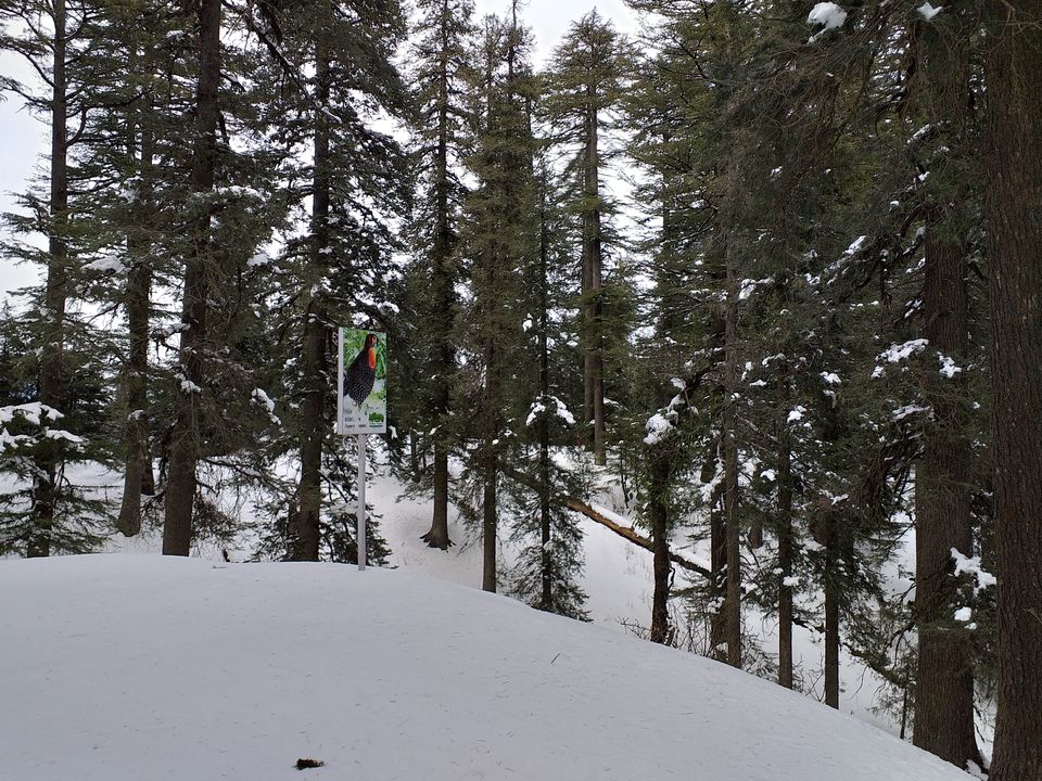 Photo of Dainkund Peak, Rakhed, Himachal Pradesh by Pratik Shah (Dhannu)
