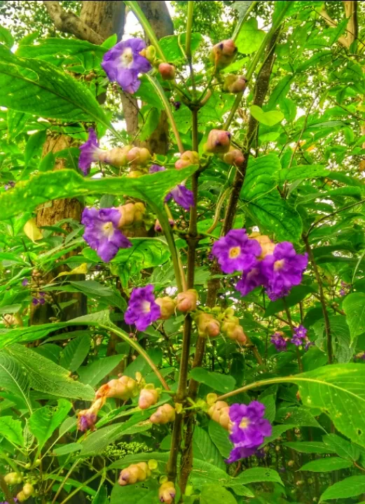 Photo of Mahuli, Maharashtra, India by Altafuddin Sk