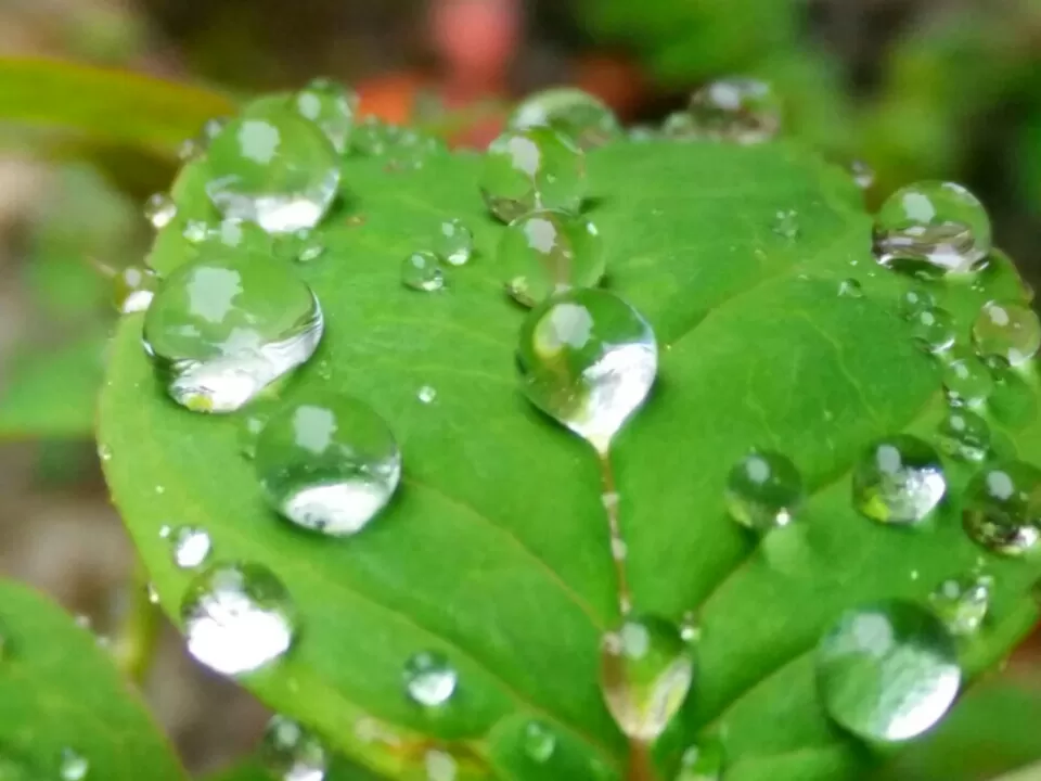 Photo of Tonglu, Singalila Forest, West Bengal, India by Altafuddin Sk