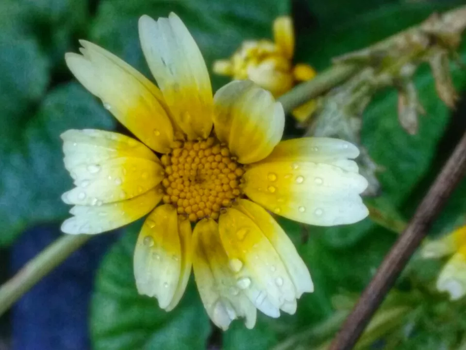 Photo of Tonglu, Singalila Forest, West Bengal, India by Altafuddin Sk