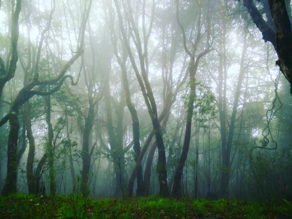 Photo of Tonglu, Singalila Forest, West Bengal, India by Altafuddin Sk