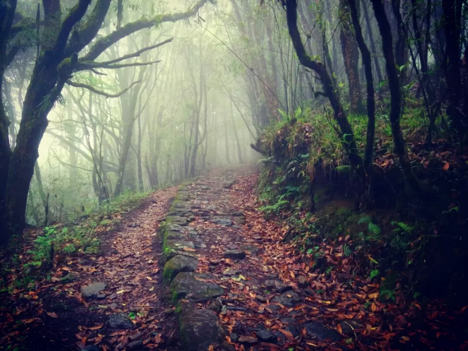 Photo of Tonglu, Singalila Forest, West Bengal, India by Altafuddin Sk