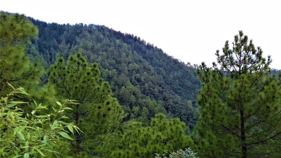 Photo of 5 Scenic and Easy Picnic Trails in and around Shimla by Aditya Pratap Deo
