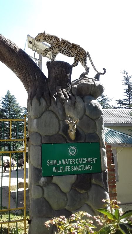 Photo of Shimla Water Catchment Wildlife Sanctuary, Himachal Pradesh, India by Aditya Pratap Deo