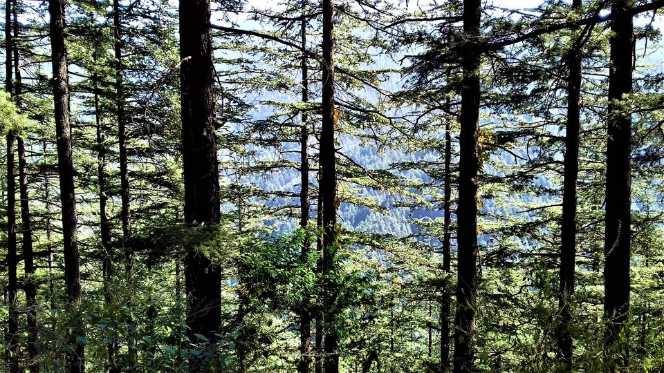 Photo of 5 Scenic and Easy Picnic Trails in and around Shimla by Aditya Pratap Deo