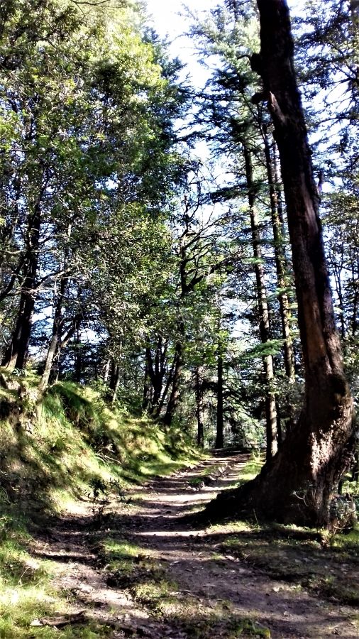 Photo of 5 Scenic and Easy Picnic Trails in and around Shimla by Aditya Pratap Deo