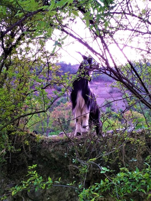 Photo of 5 Scenic and Easy Picnic Trails in and around Shimla by Aditya Pratap Deo