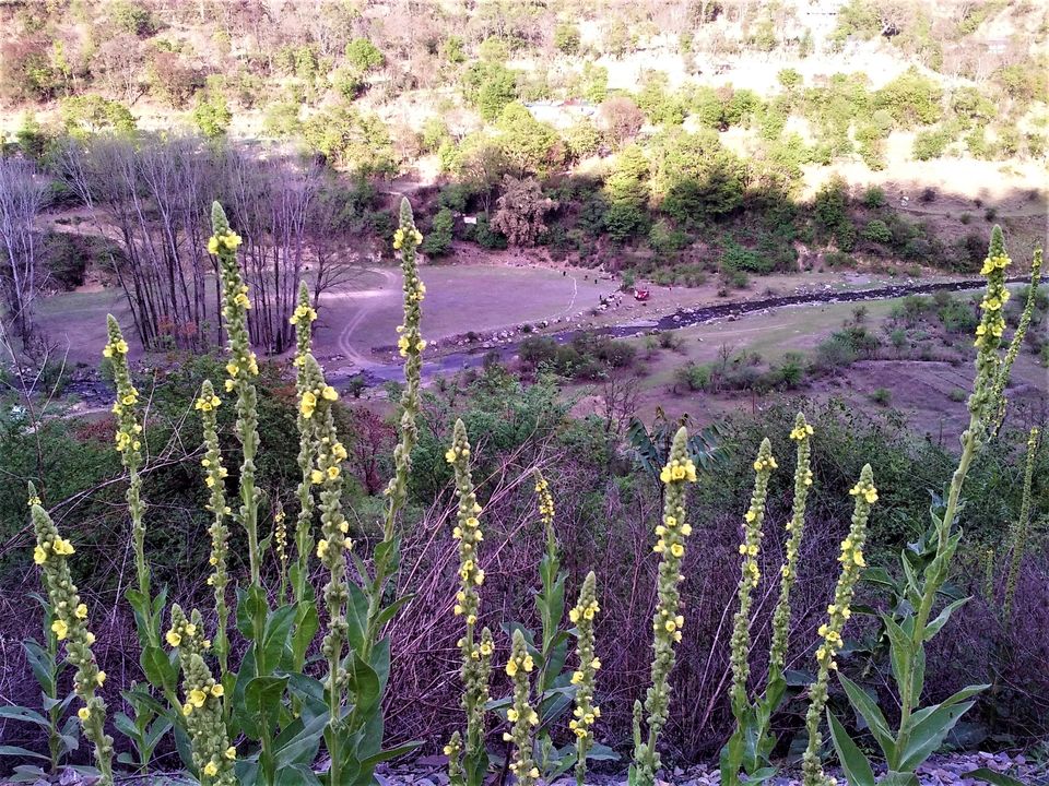 Photo of 5 Scenic and Easy Picnic Trails in and around Shimla by Aditya Pratap Deo