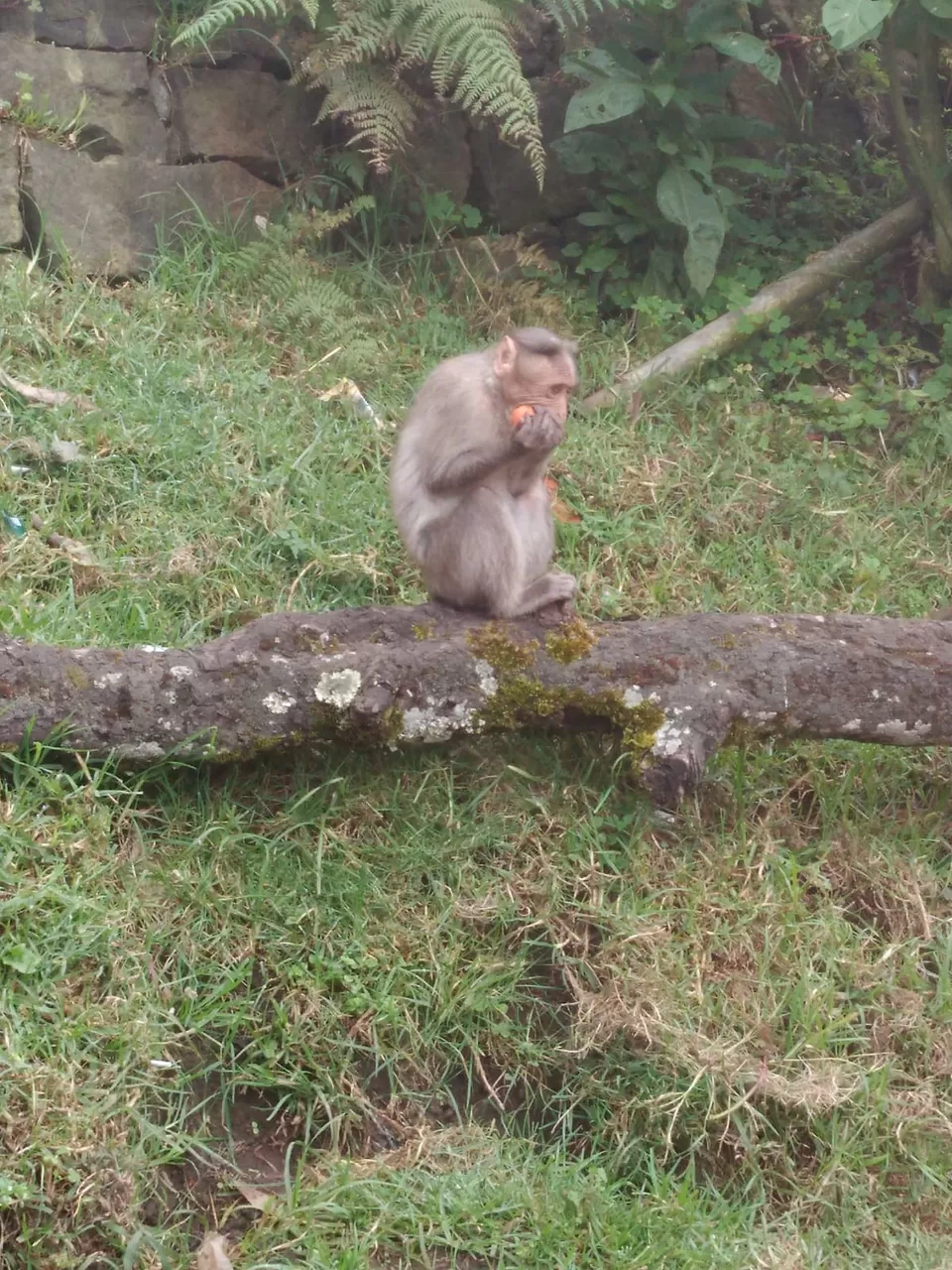 Photo of Pillar Rock, Pillar Rocks Road, Kodaikanal, Tamil Nadu, India by Pratiksha Gupta
