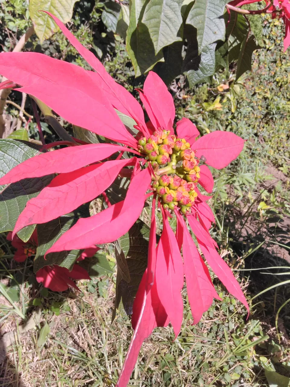 Photo of Bryant Park, Lower Shola Road, Kodaikanal, Tamil Nadu, India by Pratiksha Gupta