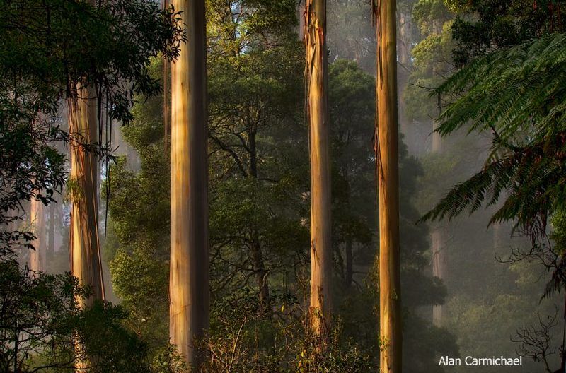 Photo of The Great Ocean Walk by Chris Hynes