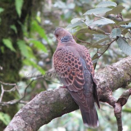 Photo of These Are The Best Bird-Watching Destinations in India 2/6 by Kuntala Banerjee