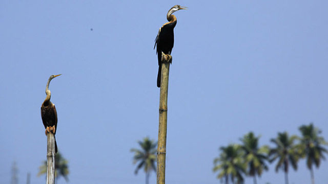 Photo of These Are The Best Bird-Watching Destinations in India 3/6 by Kuntala Banerjee