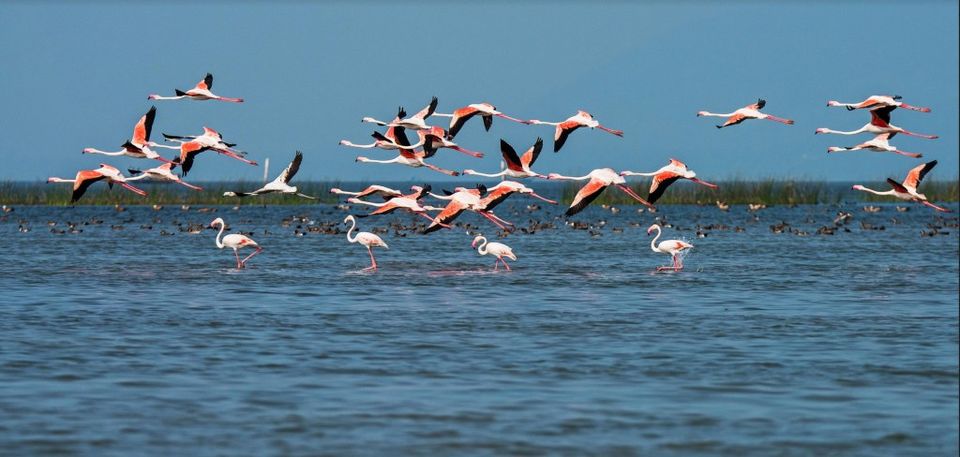 Photo of These Are The Best Bird-Watching Destinations in India 4/6 by Kuntala Banerjee