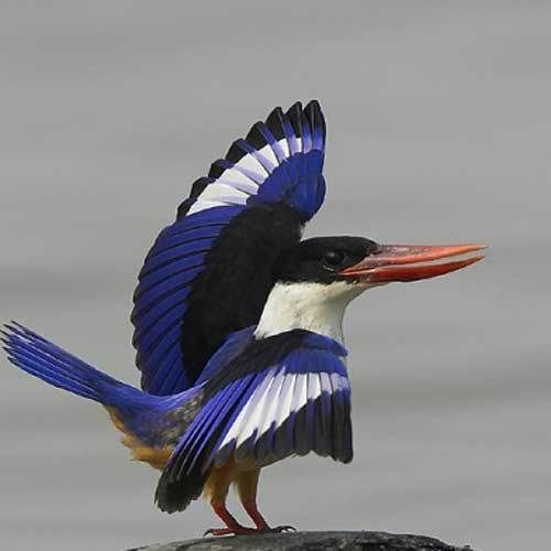 Photo of These Are The Best Bird-Watching Destinations in India 6/6 by Kuntala Banerjee