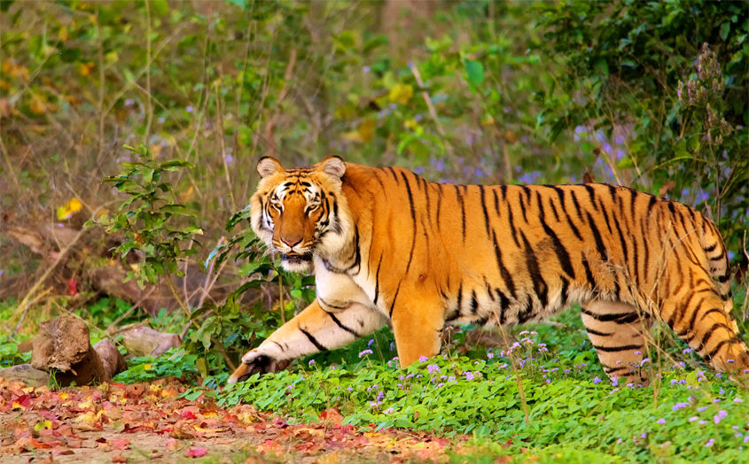 Corbett Tiger Reserve Reopens, Gets Sold Out Within 48 Hours Tripoto