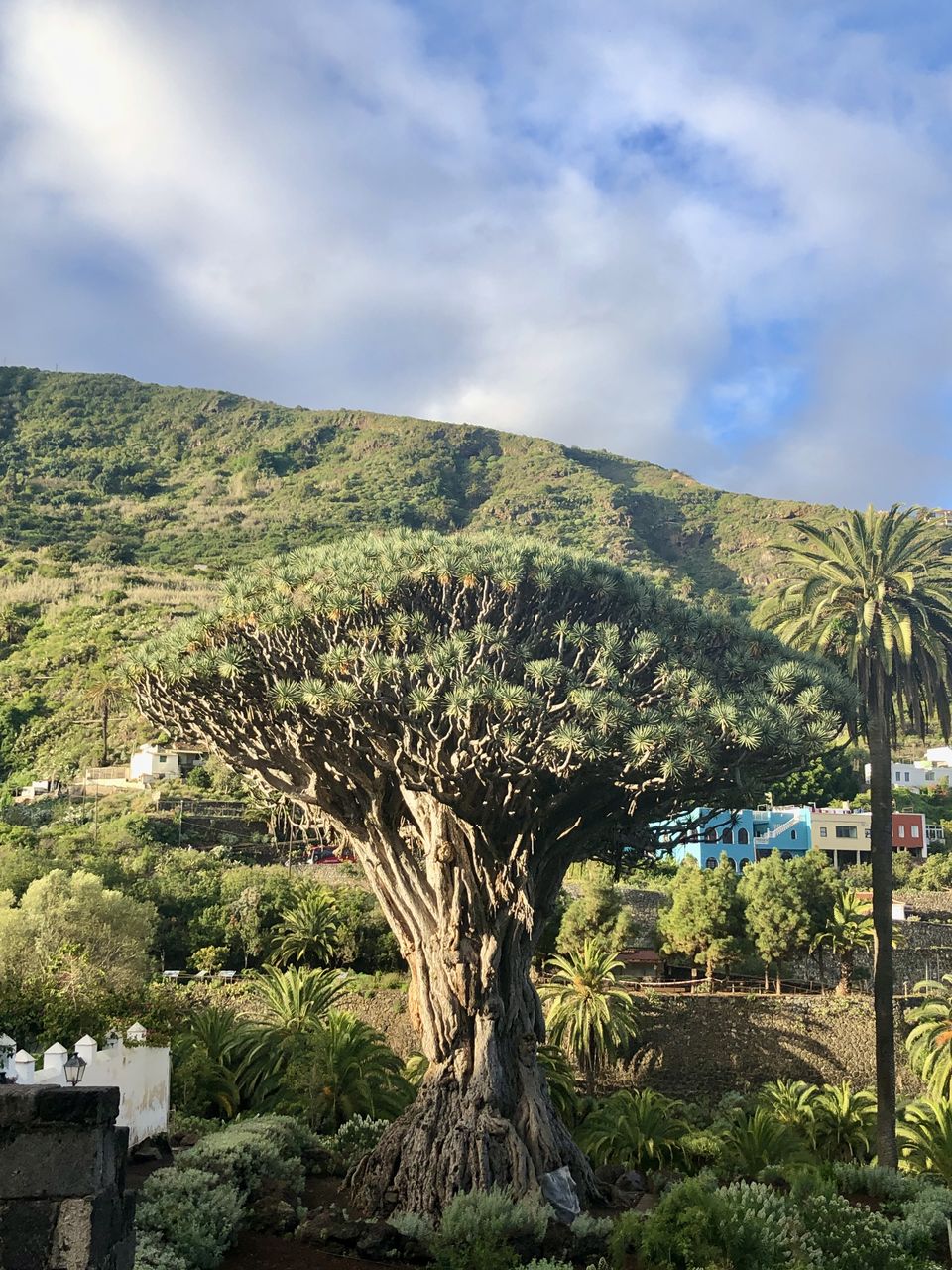 Photo of Tenerife: A Place You May Never Have Seen (PhotoBlog) 14/32 by Curious Panda
