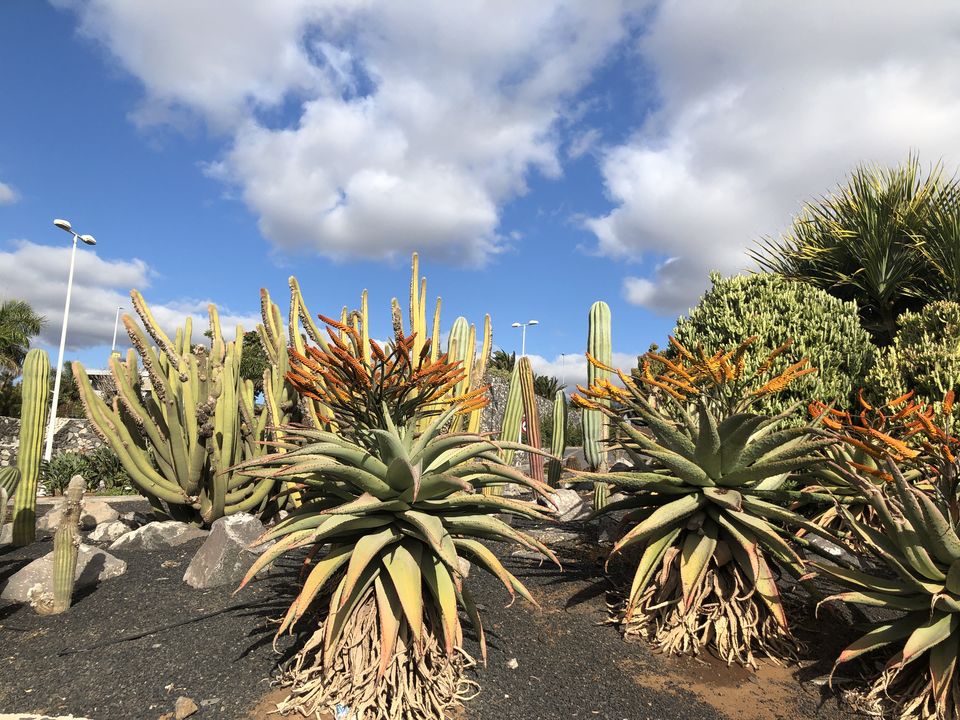 Photo of Tenerife: A Place You May Never Have Seen (PhotoBlog) 22/32 by Curious Panda