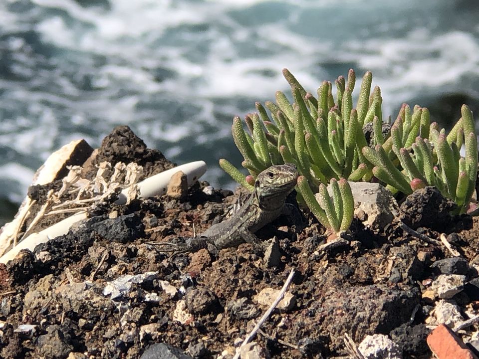 Photo of Tenerife: A Place You May Never Have Seen (PhotoBlog) 31/32 by Curious Panda