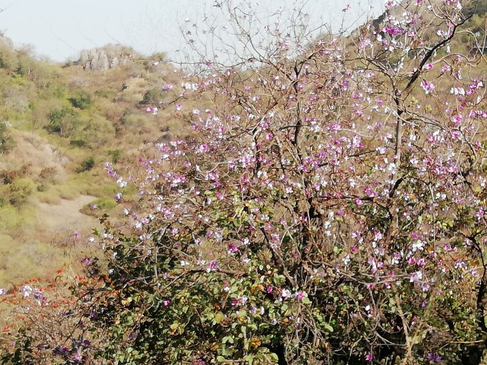 Photo of Hum Jo Chalne Lage, Chalne Lage hain Yeh Raaste - Mount Abu by Rashmi Singh