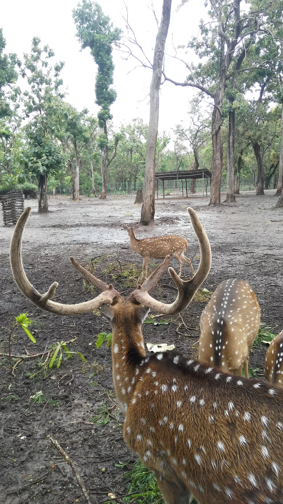 Photo of Nisargadhama, Karnataka by Seetha Lakshmi