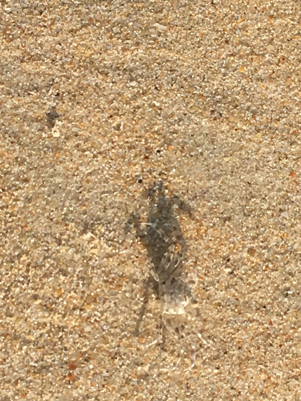 Photo of Zalore Beach, Fatrade, Orlim, Goa, India by seema navale
