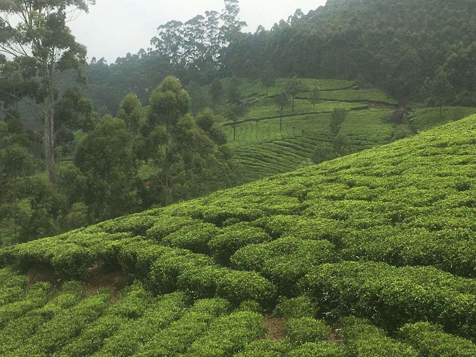 Photo of Trip to Munnar and Allepy 17/45 by seema navale