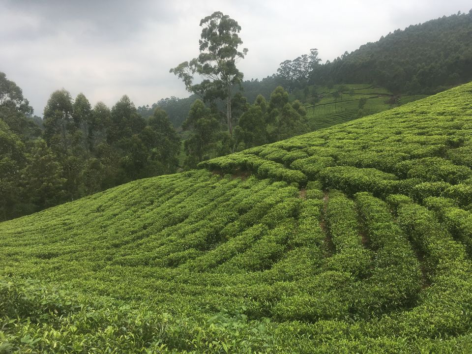 Photo of Trip to Munnar and Allepy 16/45 by seema navale