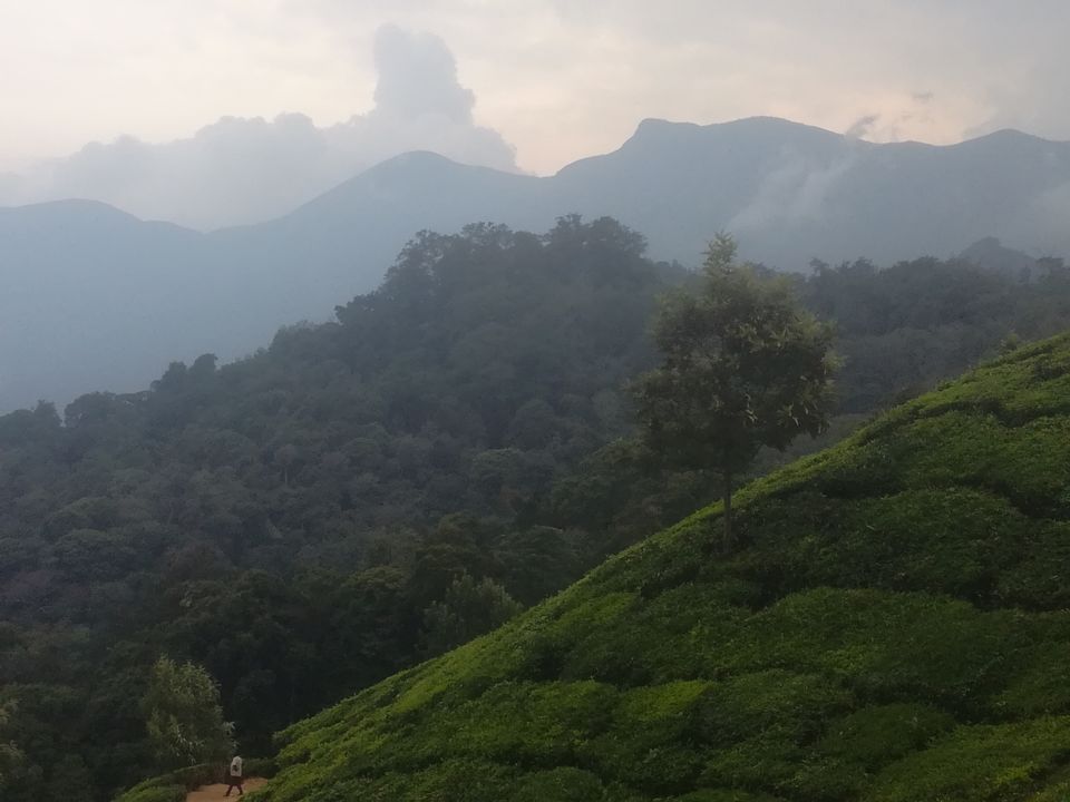 Photo of Trip to Munnar and Allepy by seema navale