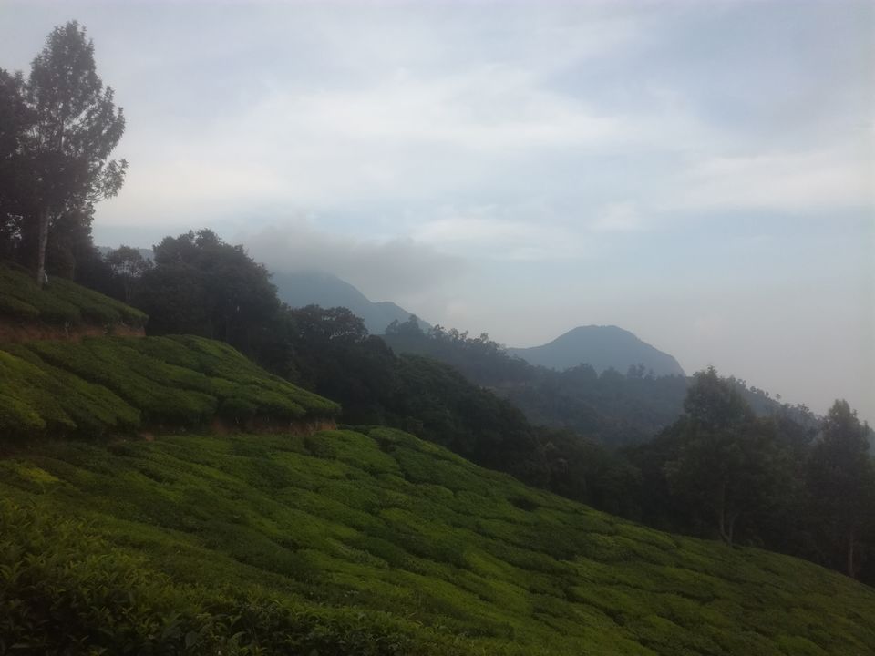 Photo of Trip to Munnar and Allepy 24/45 by seema navale