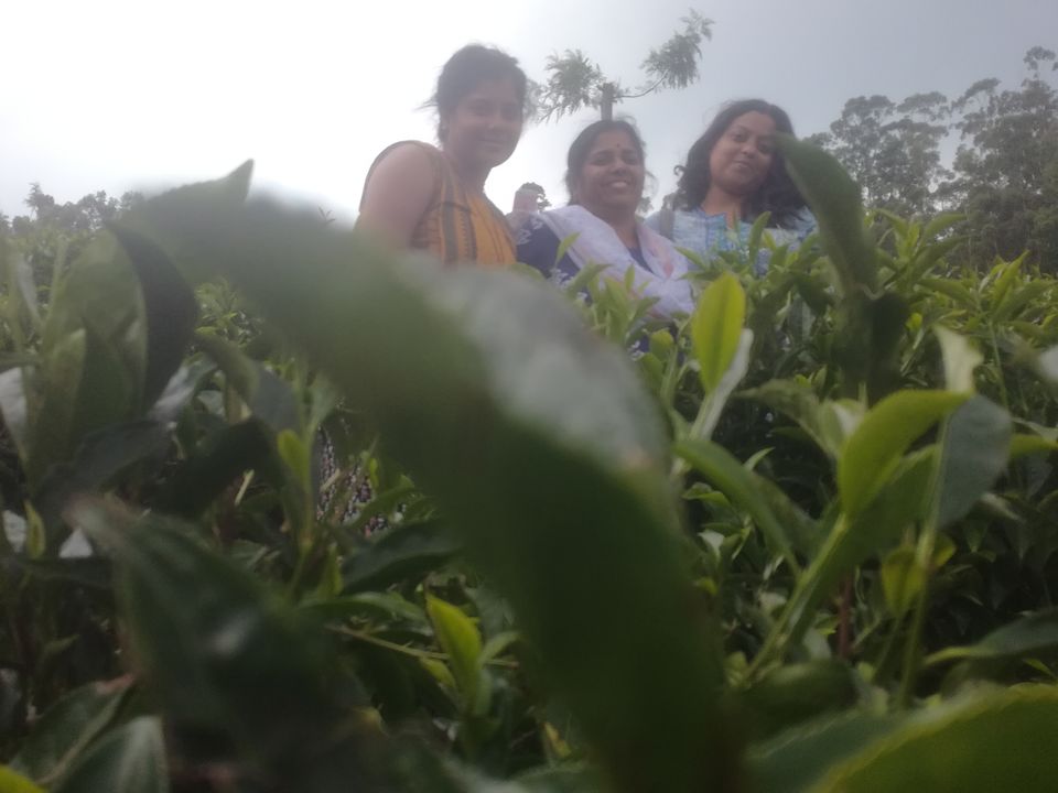 Photo of Trip to Munnar and Allepy 20/45 by seema navale