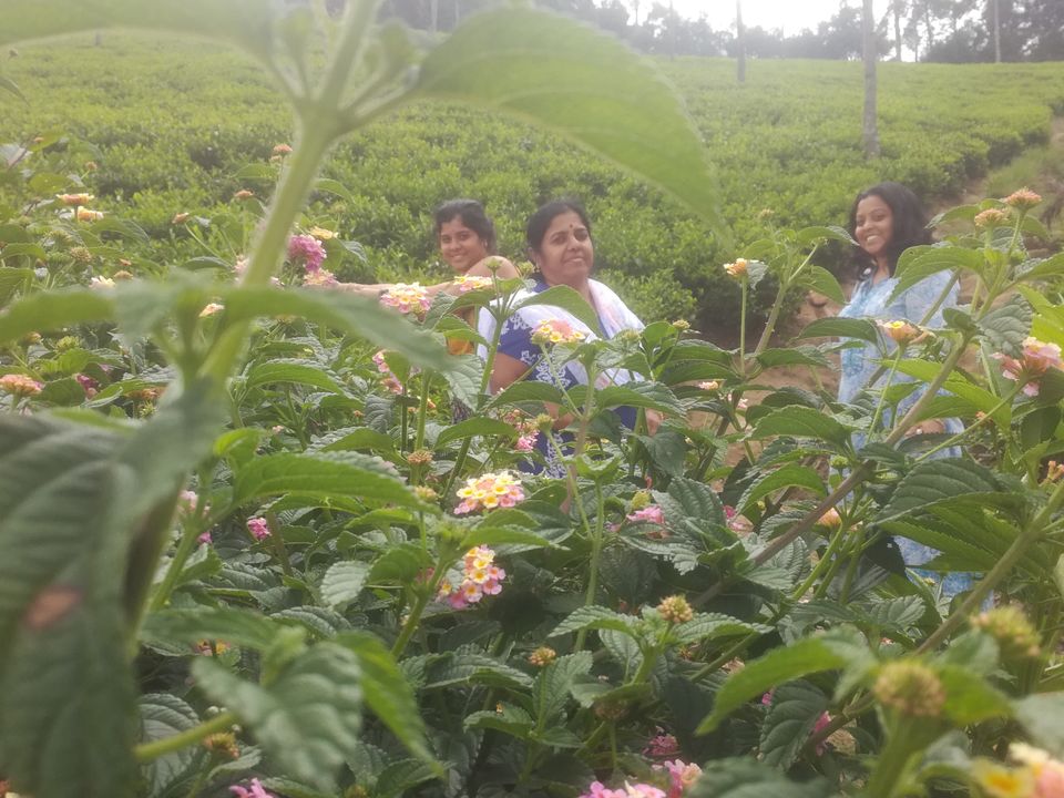 Photo of Trip to Munnar and Allepy 21/45 by seema navale