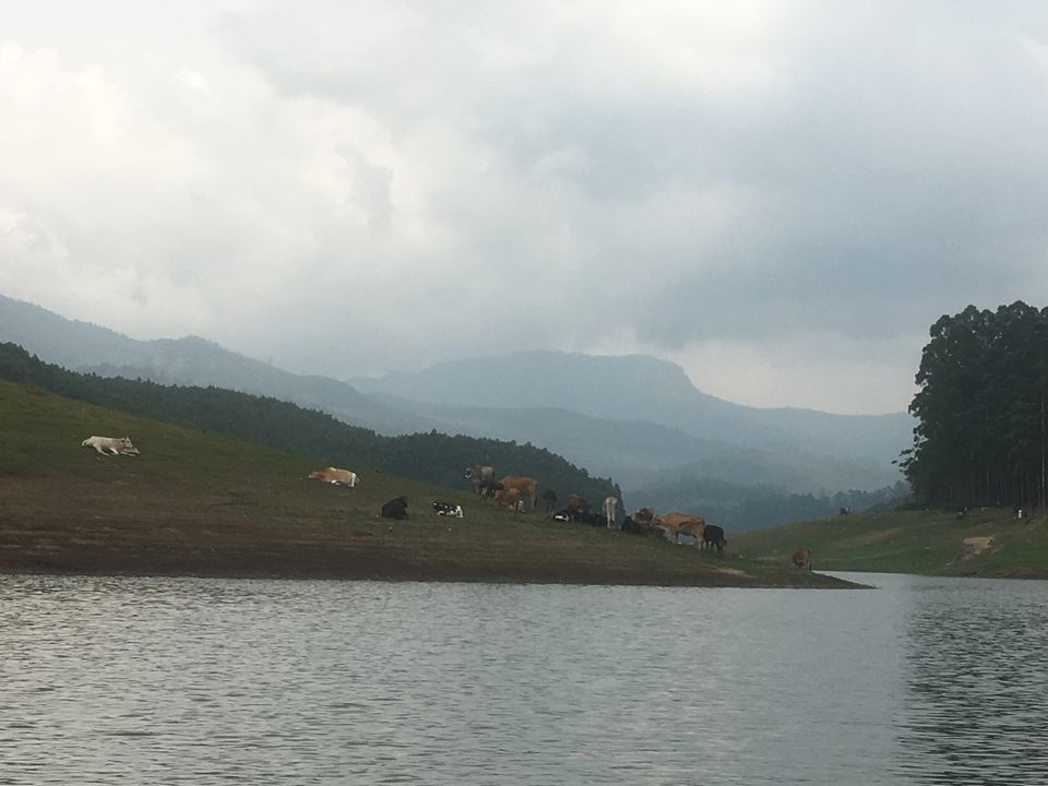 Photo of Trip to Munnar and Allepy 19/45 by seema navale