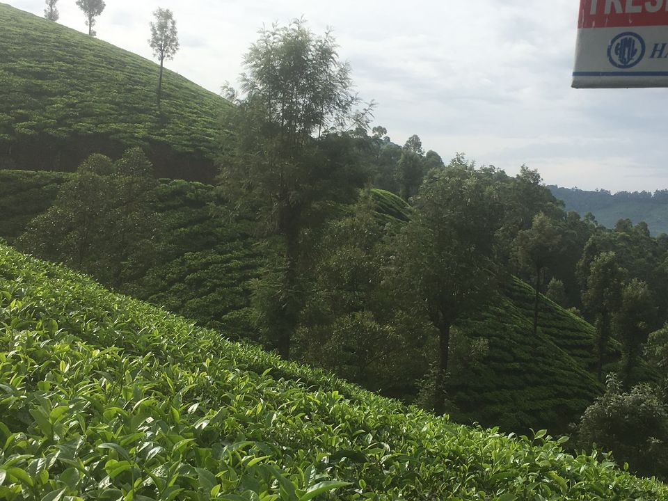 Photo of Trip to Munnar and Allepy 29/45 by seema navale