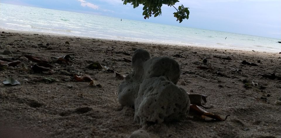 Photo of Andaman -Home of Clean and Beautiful Coral beaches by seema navale