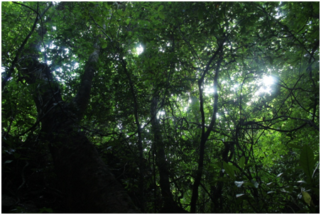 Photo of Andaman : A land of endless nature and deep rooted history by Shweta Subramanian