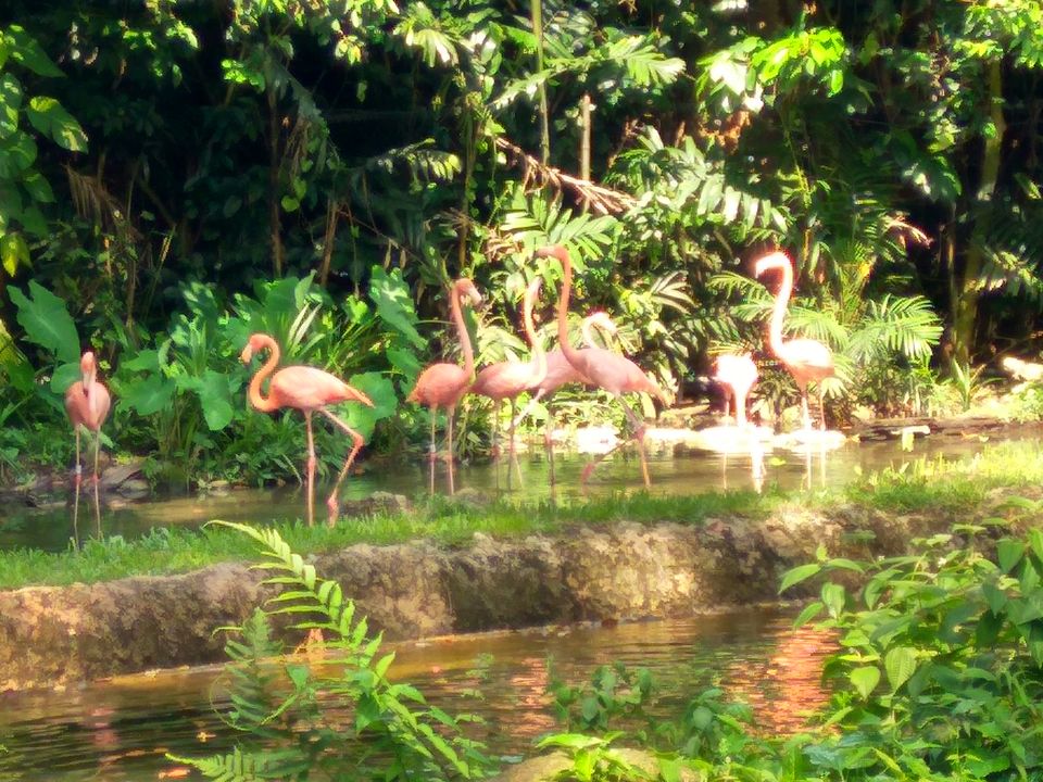 Photo of Honeymoon @ Singapore by SnehKanish