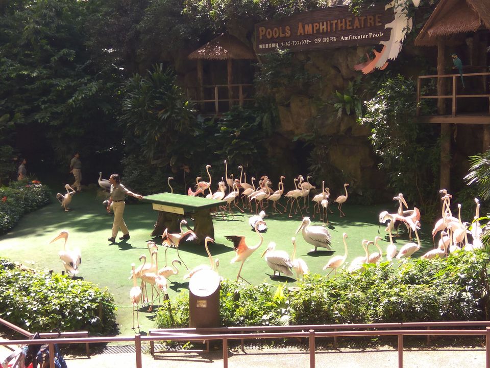 Photo of Jurong Bird Park, Singapore by SnehKanish