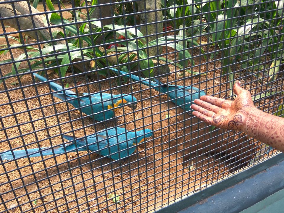 Photo of Jurong Bird Park, Singapore by SnehKanish
