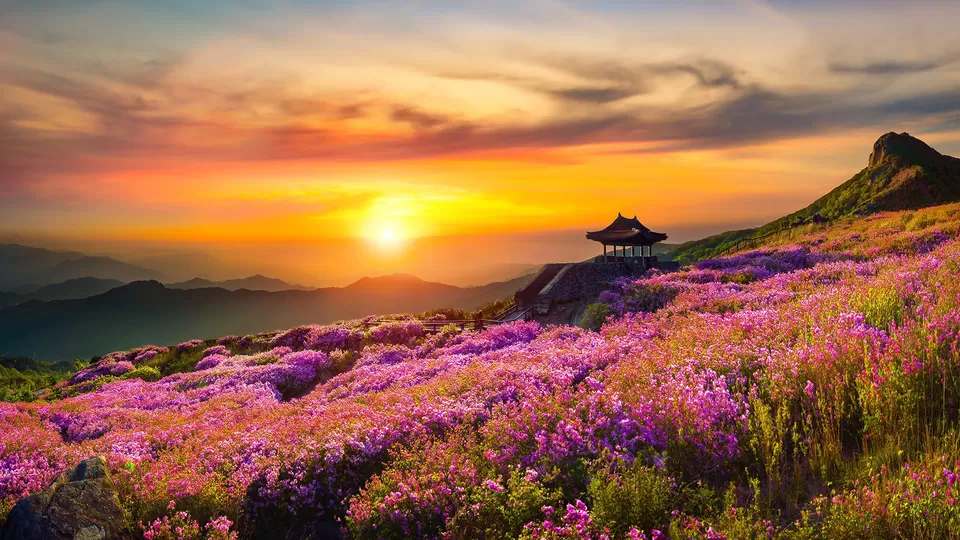 Photo of Valley of Flowers, Uttarakhand by रोशन सास्तिक