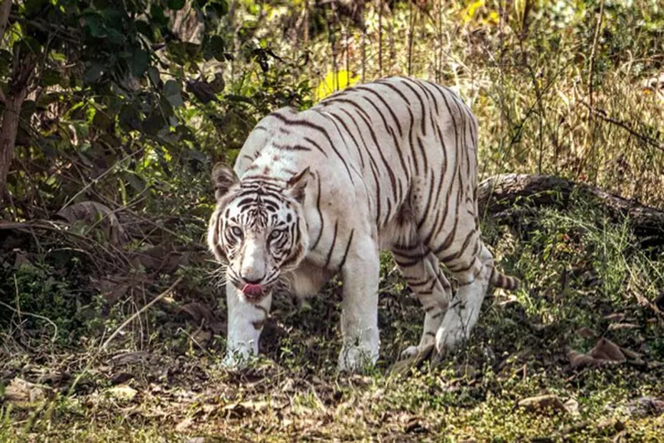 Photo of Siddharth Garden and Zoo, Mhada, Aurangabad, Maharashtra, India by रोशन सास्तिक