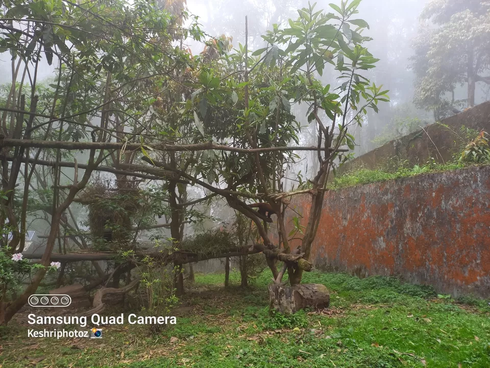 Photo of दार्जिलिंग चिड़ियाघर ❣ by keshri nandan pandey