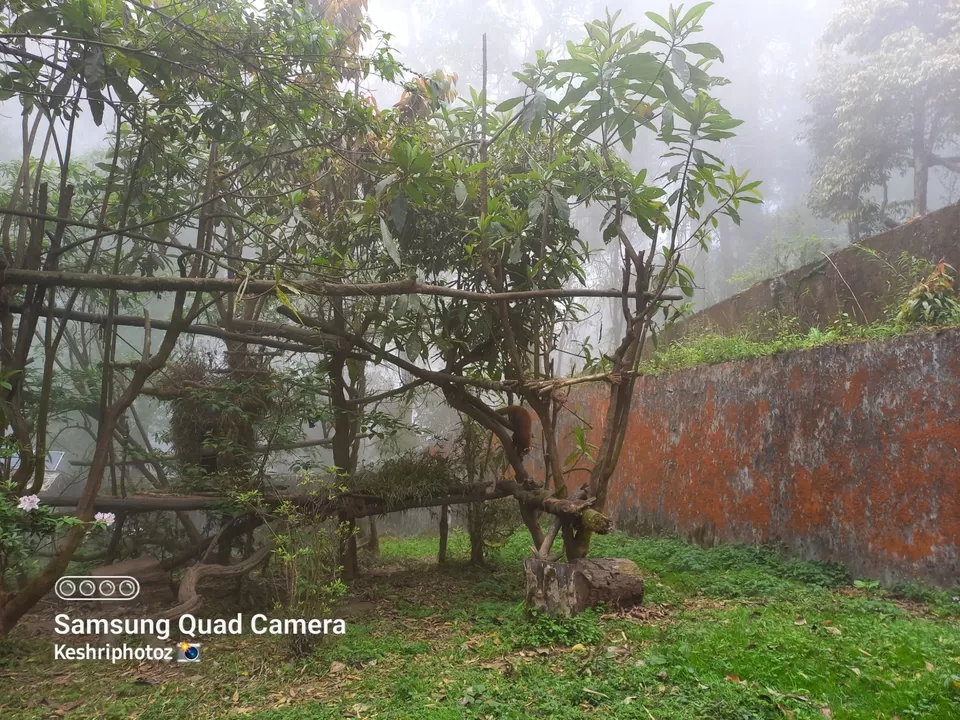 Photo of दार्जिलिंग चिड़ियाघर ❣ by keshri nandan pandey