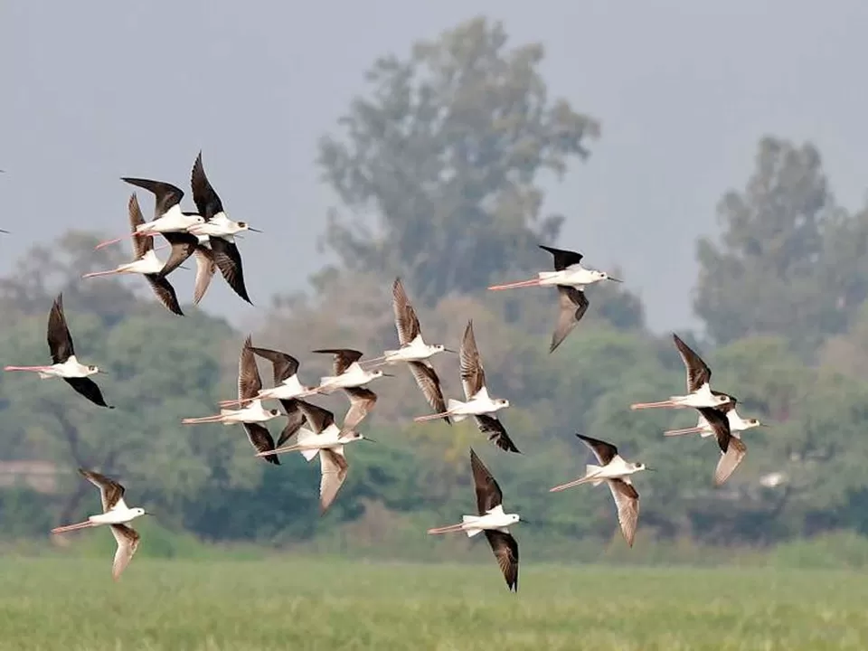 Photo of Nawabganj, Uttar Pradesh, India by hindustaniexplorer