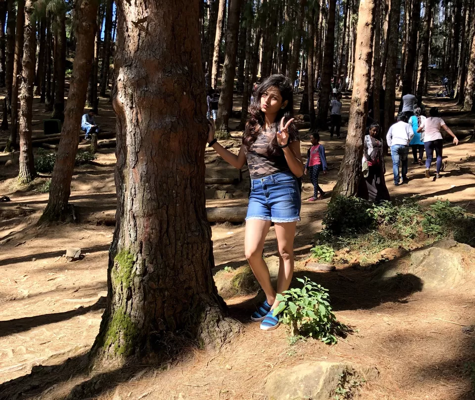 Photo of Pine Forest Shooting Spot, Ooty Main Road, Tamil Nadu, India by sonal koshta