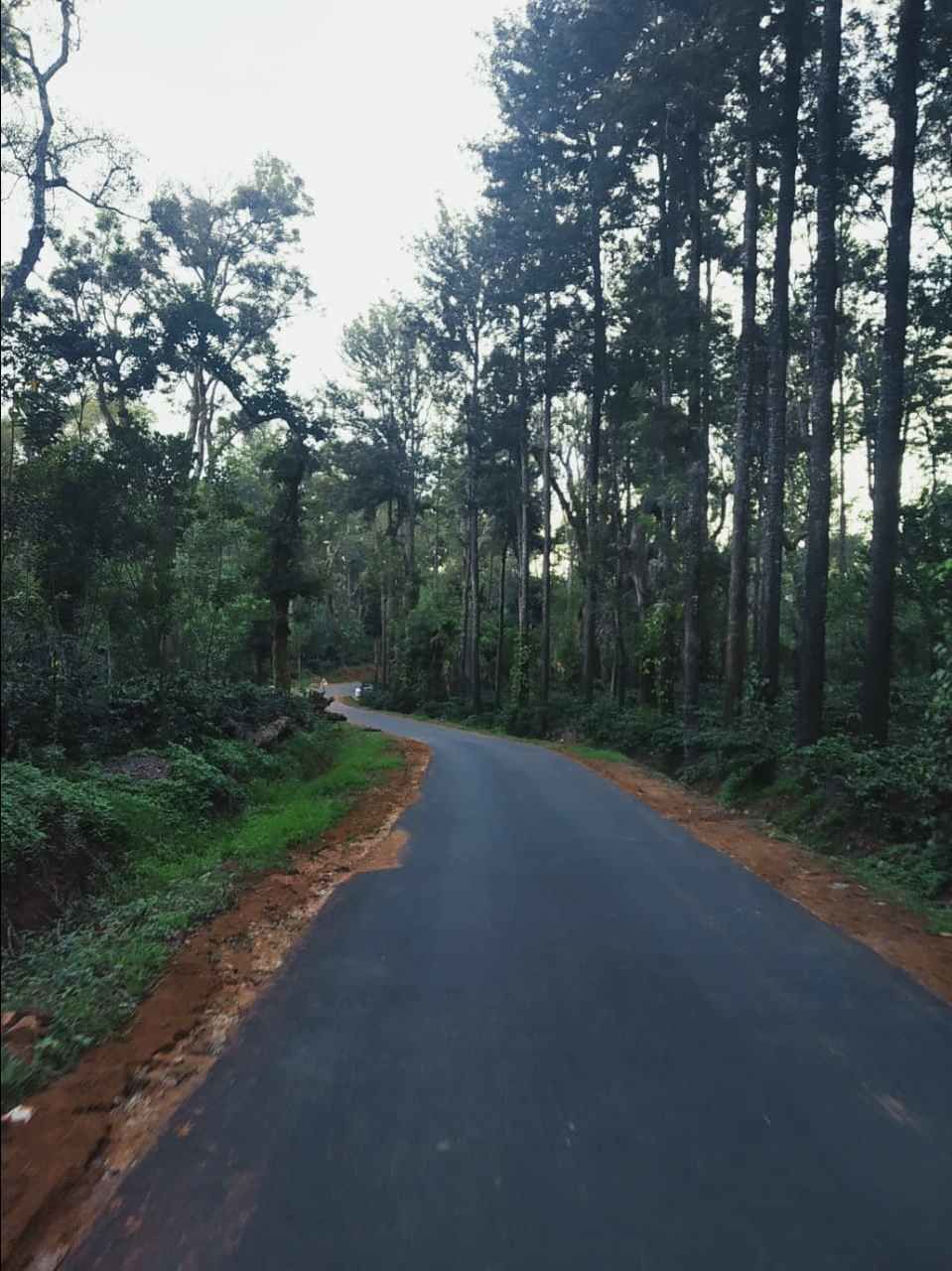 Photo of Sandalkad Estates, Kadagadal - Boikeri Road, Ibnivalvadi Rural, Karnataka, India by Aparajita