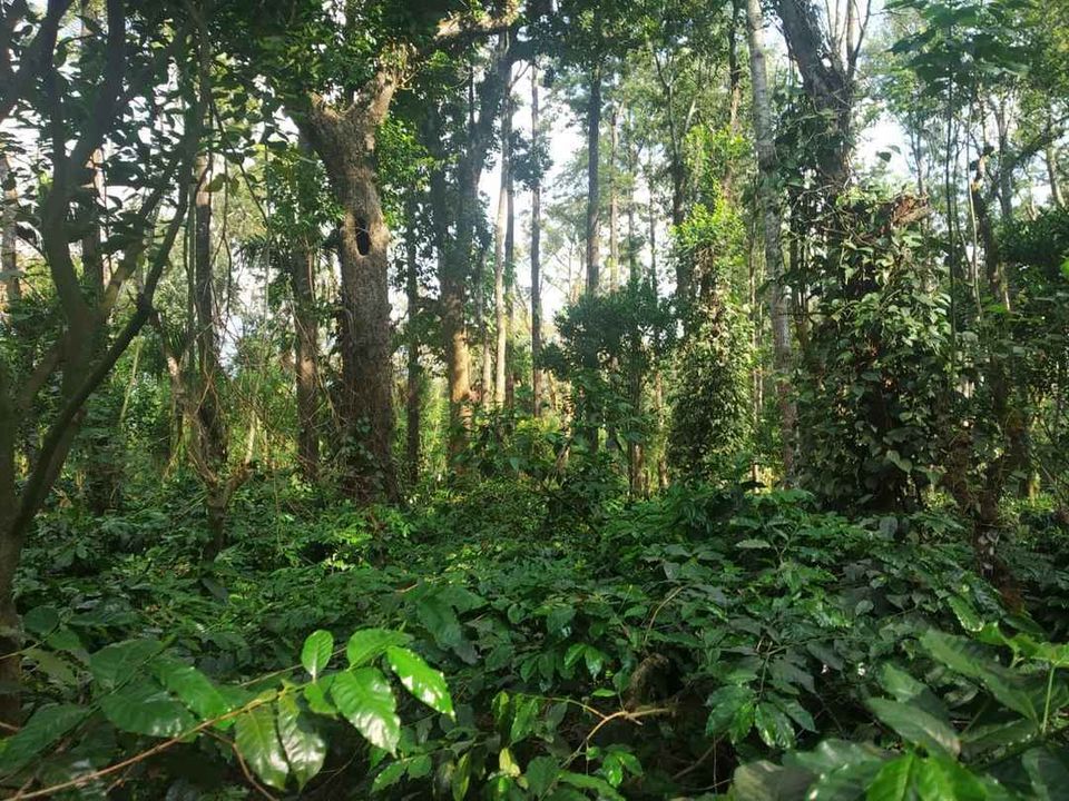 Photo of Sandalkad Estates, Kadagadal - Boikeri Road, Ibnivalvadi Rural, Karnataka, India by Aparajita